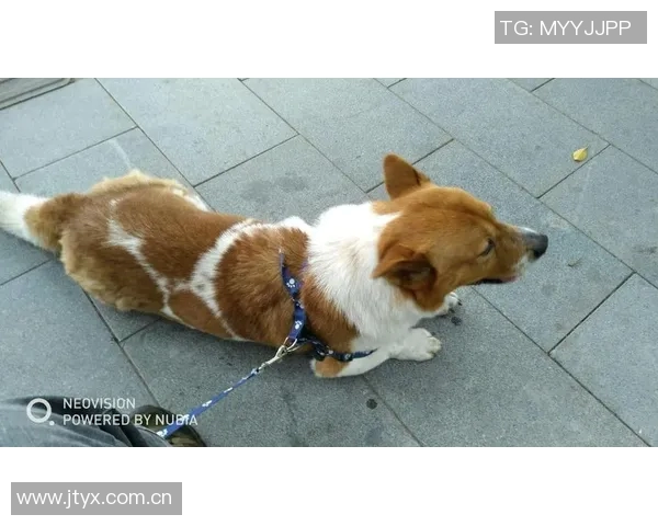 重金悬赏一万美元寻找拉姆塞走失爱犬希望尽快寻回爱宠